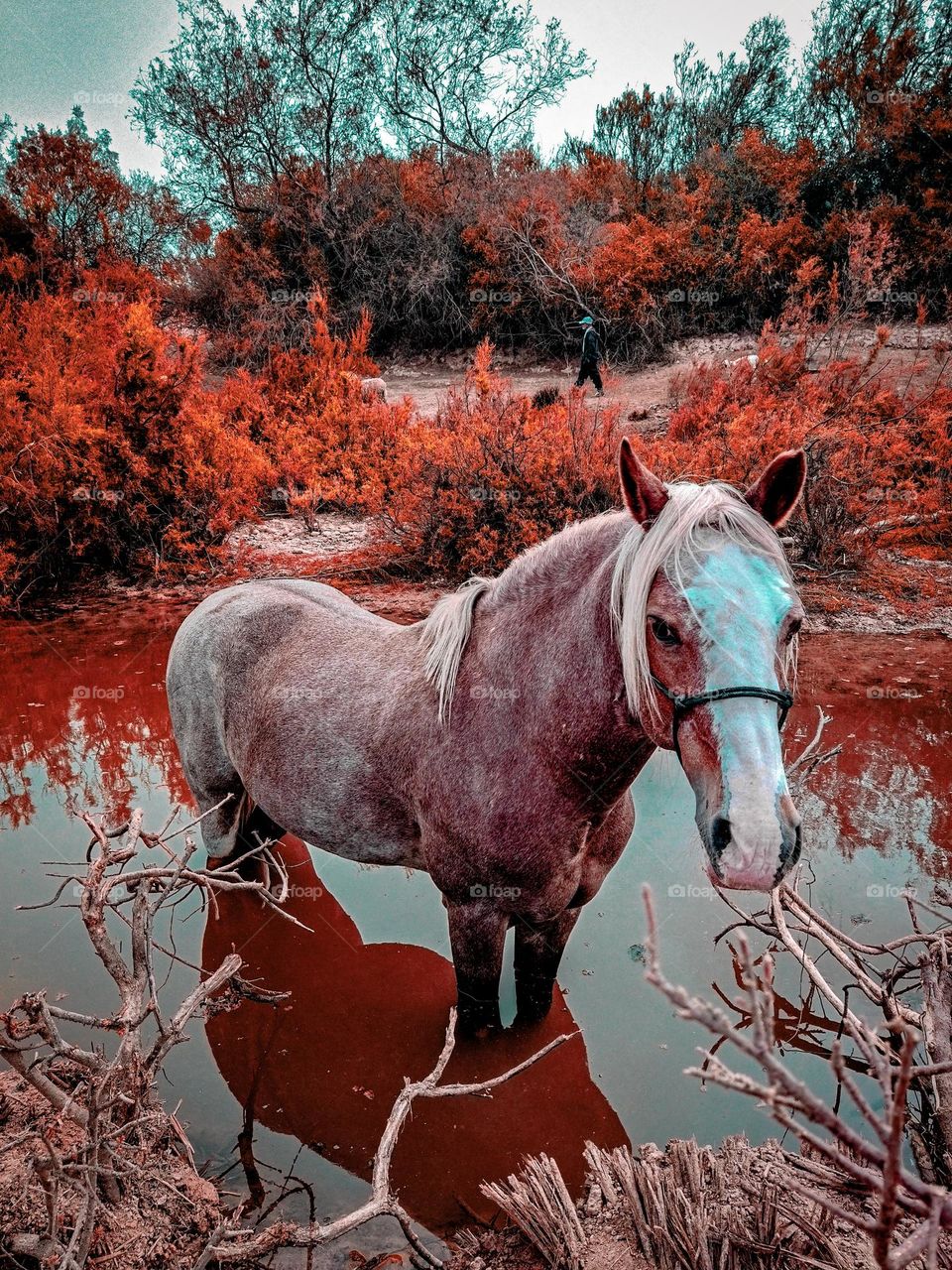 beautiful horse 🐎