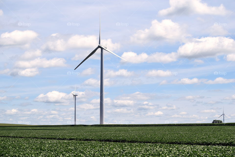 Windmills in the Bean Field