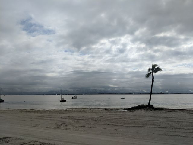 Lone Tree