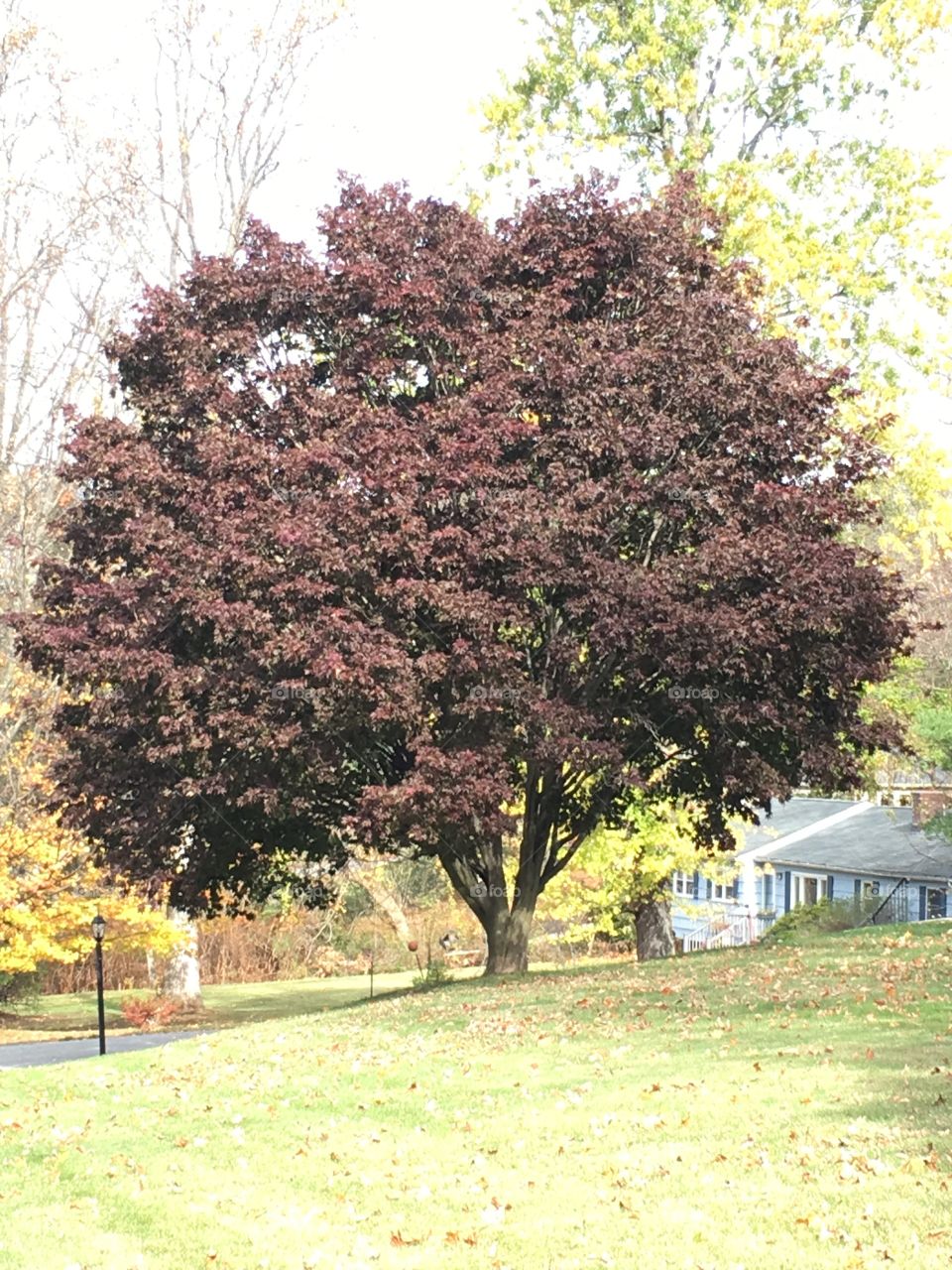 Japanese maple 