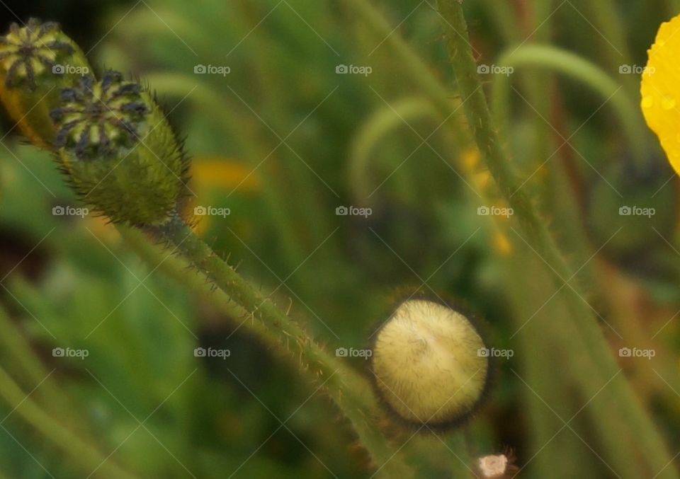 Close-up of flower buds