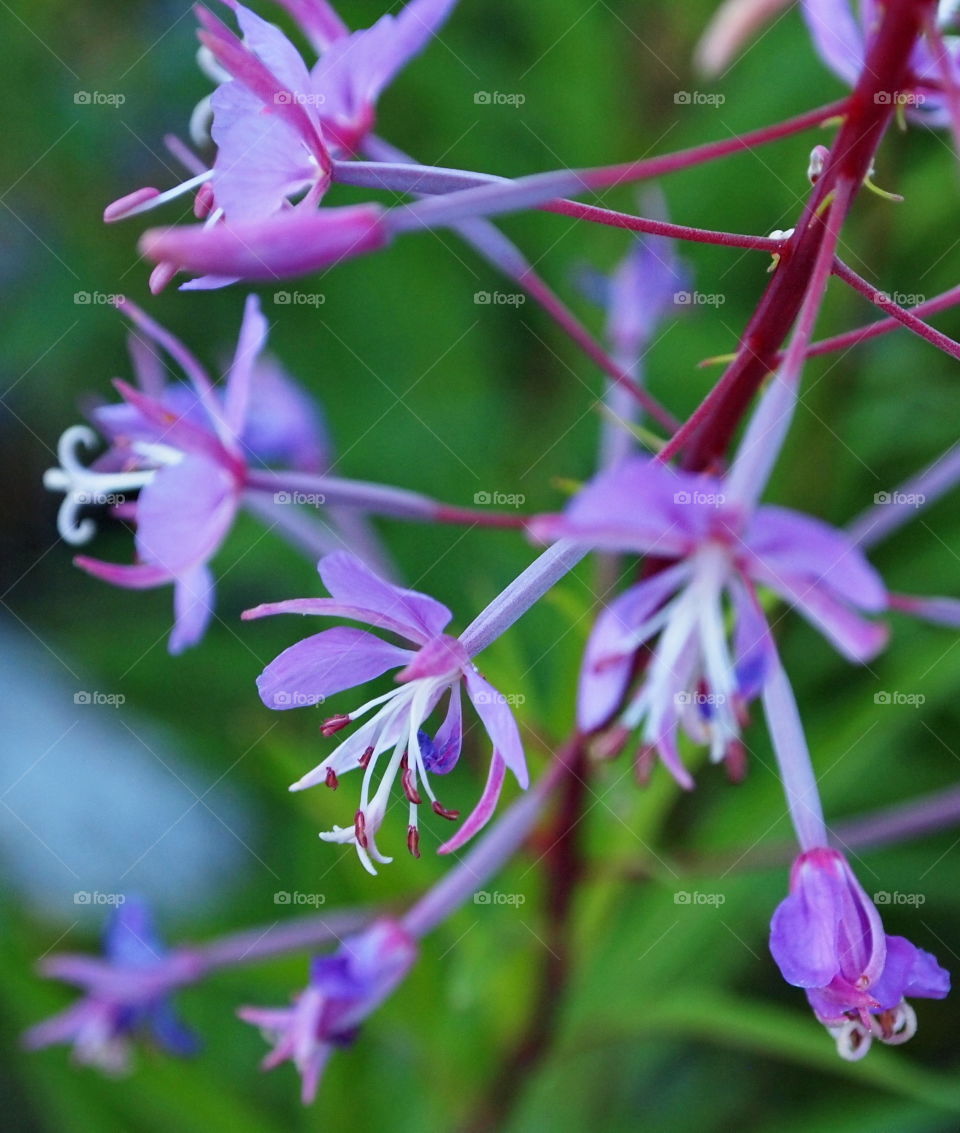 Detailed pretty purple wild flowers in the Oregon mountains on a summer evening. 