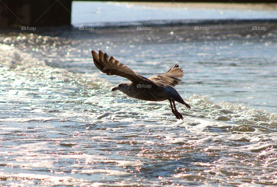 Ocean life  - Seagull