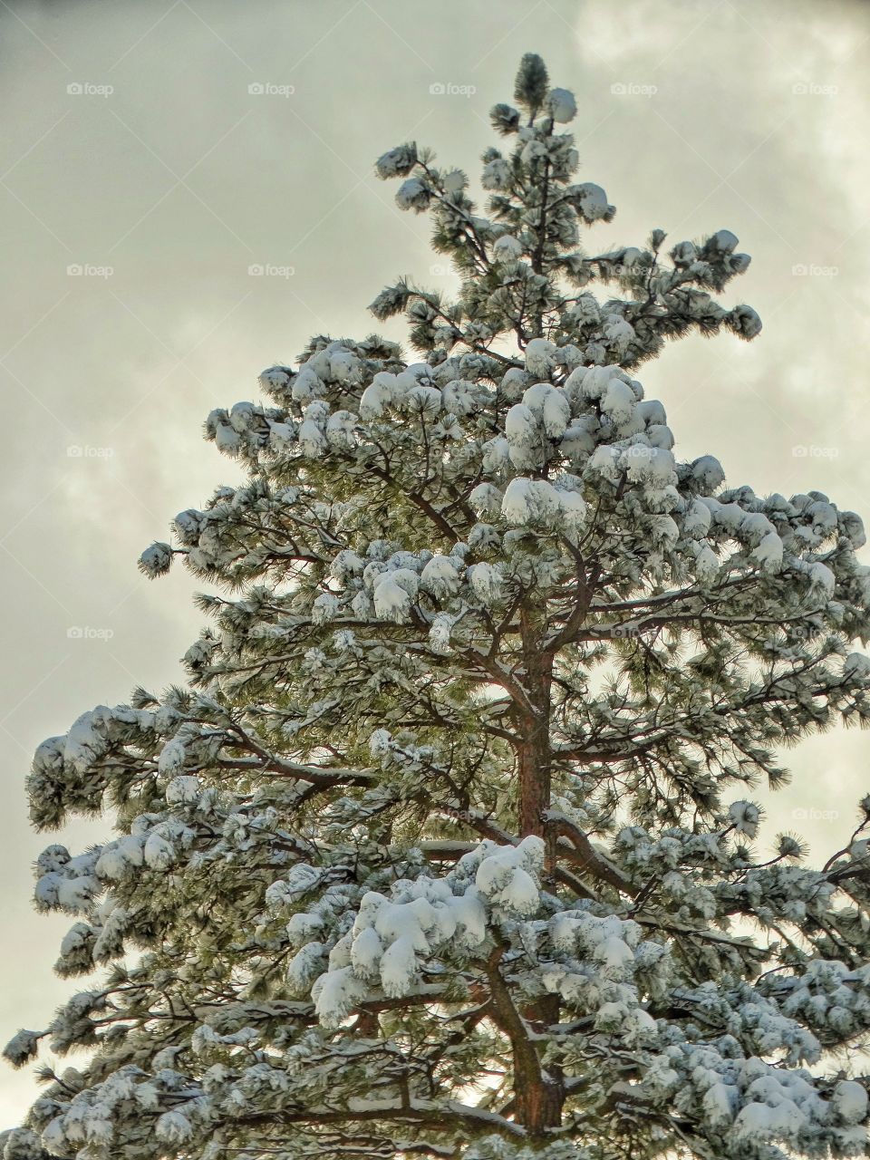 Conifer Covered In Snow