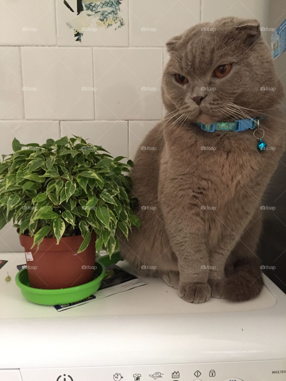 Cat and ficus