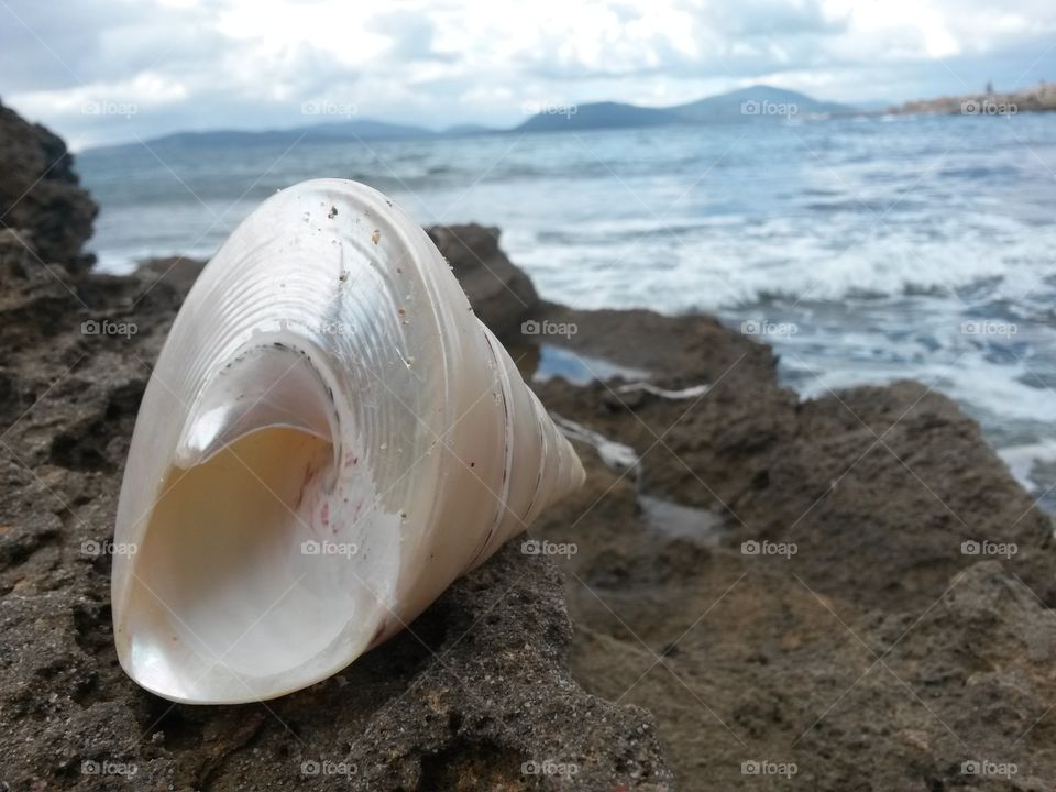 Conch shell on rock