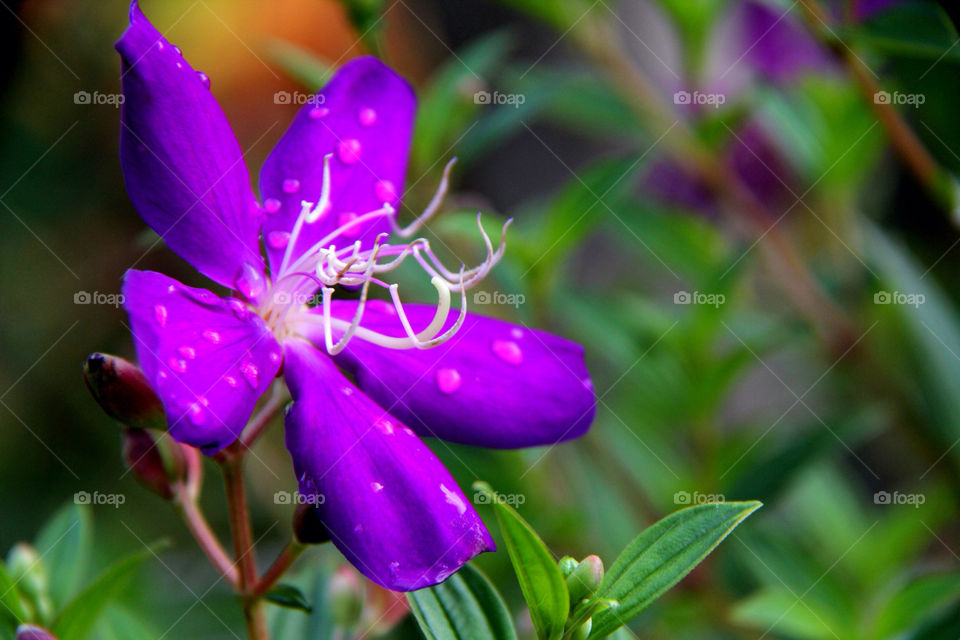pollen nature flower purple by mathsonlee