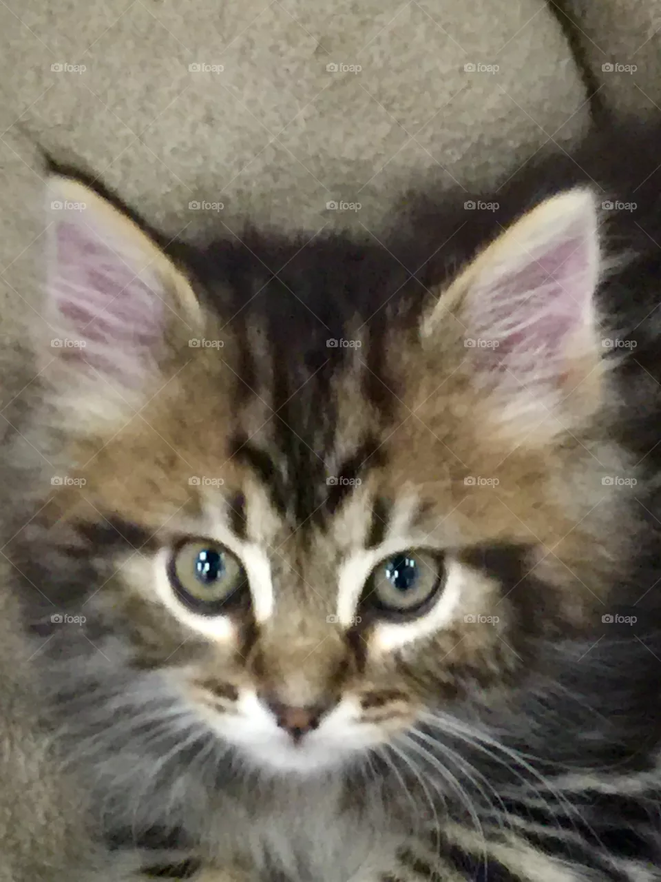 Kitten 