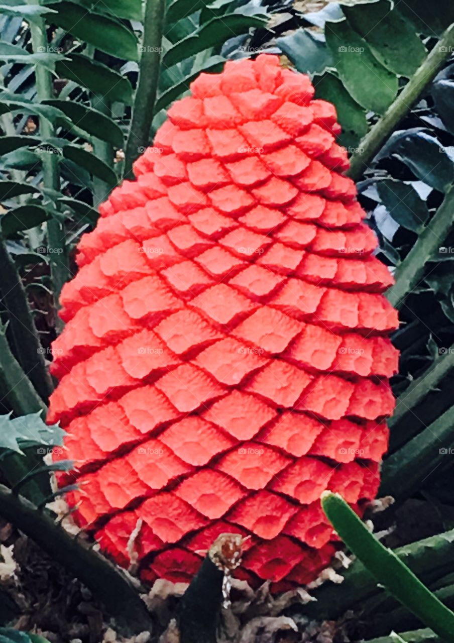 Cycads plant