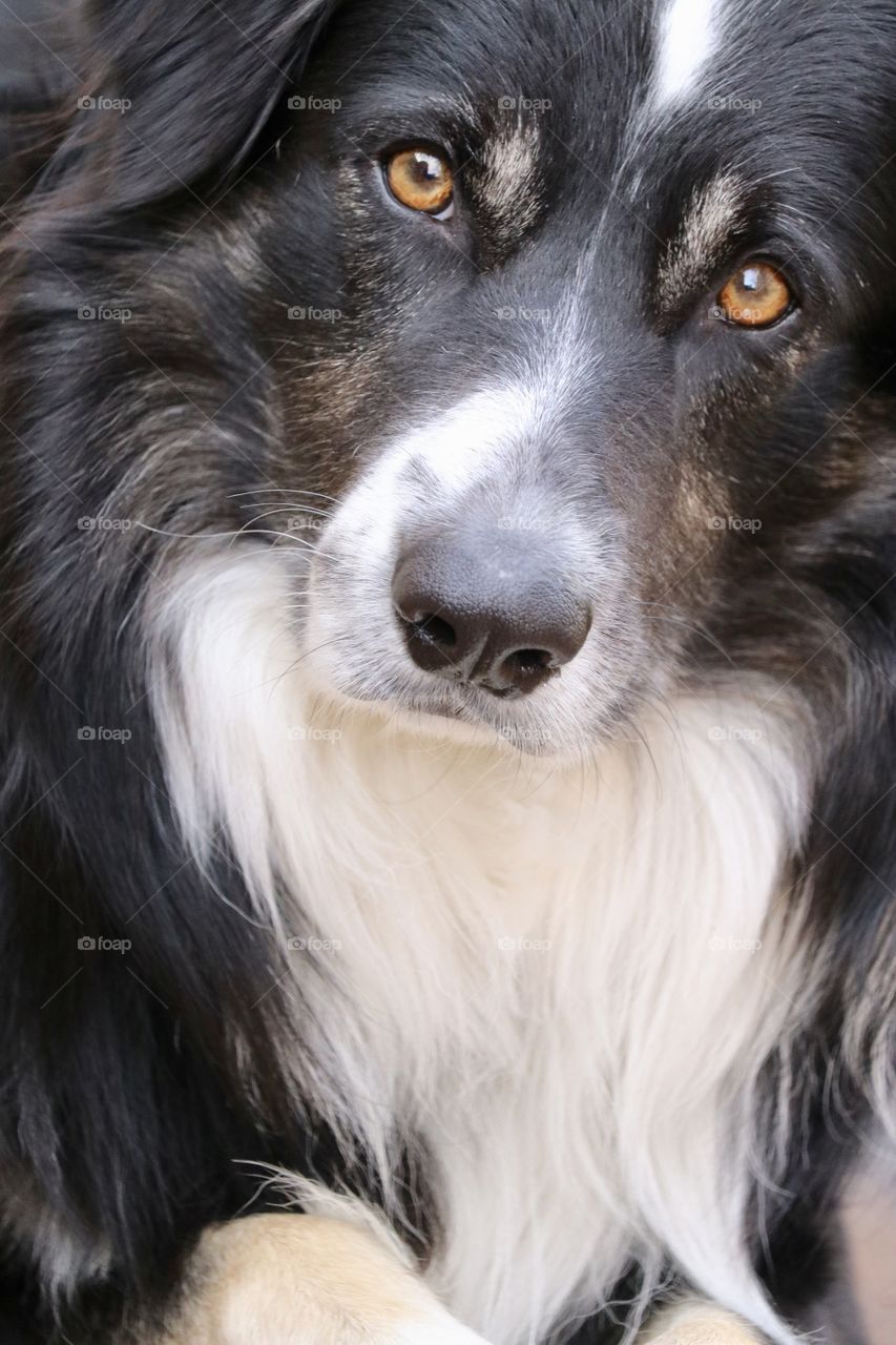 Border collie sheepdog head and mane close-up front view