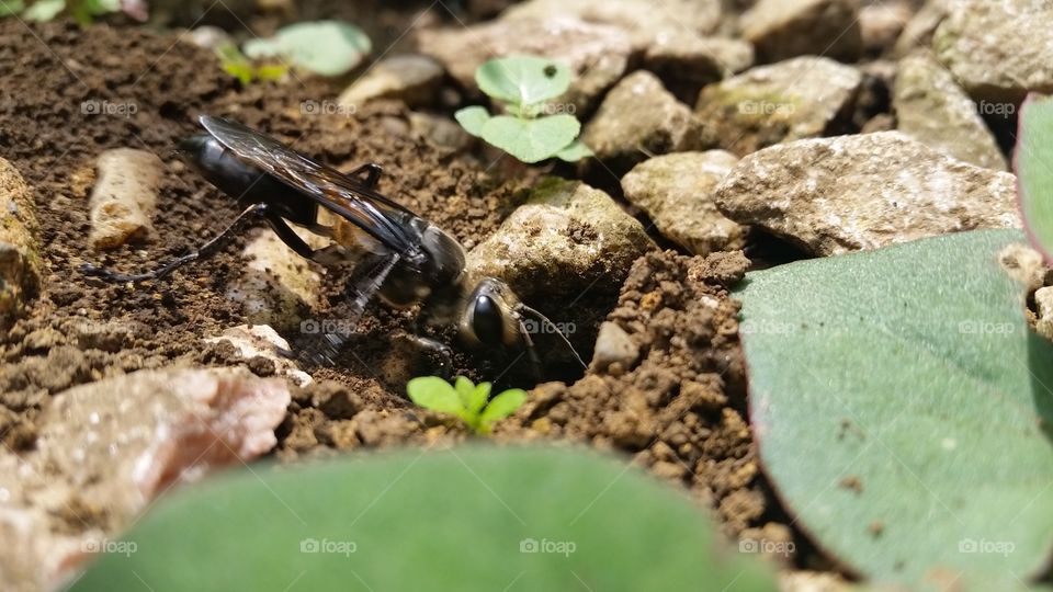 Black sphex which digs the den before typhoon comes