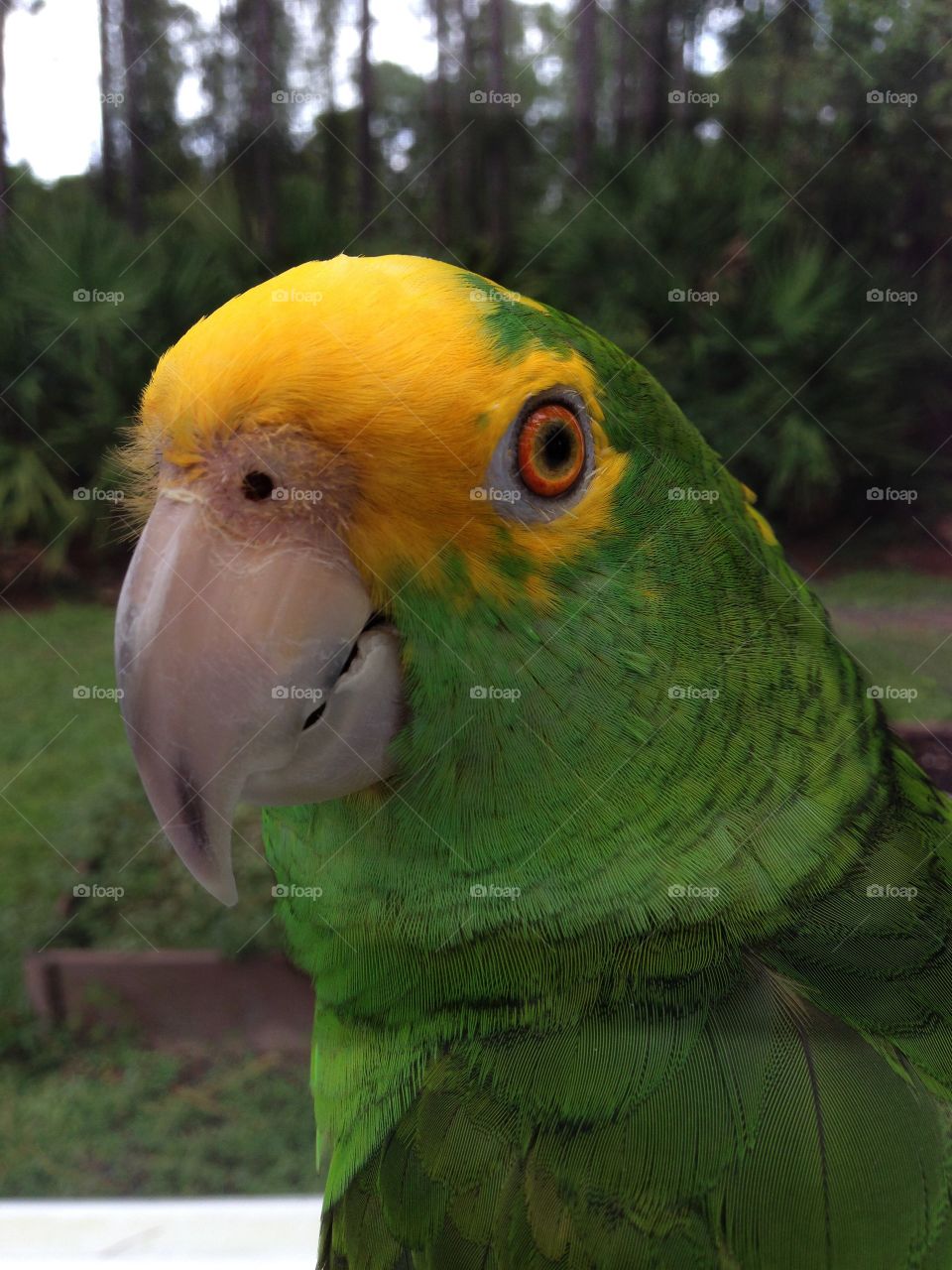 Amazon Parrot Pet