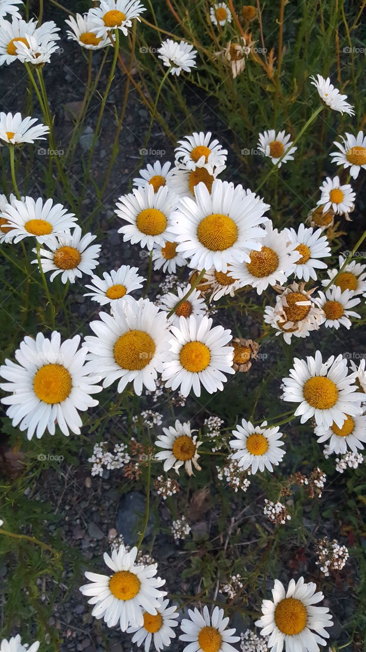 Gardening of the white daisy flowers