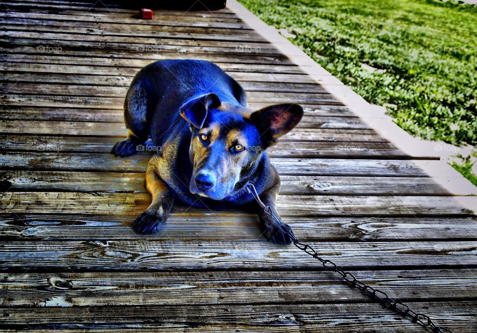 blue dog on porch