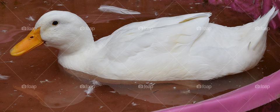 Duck in a pool