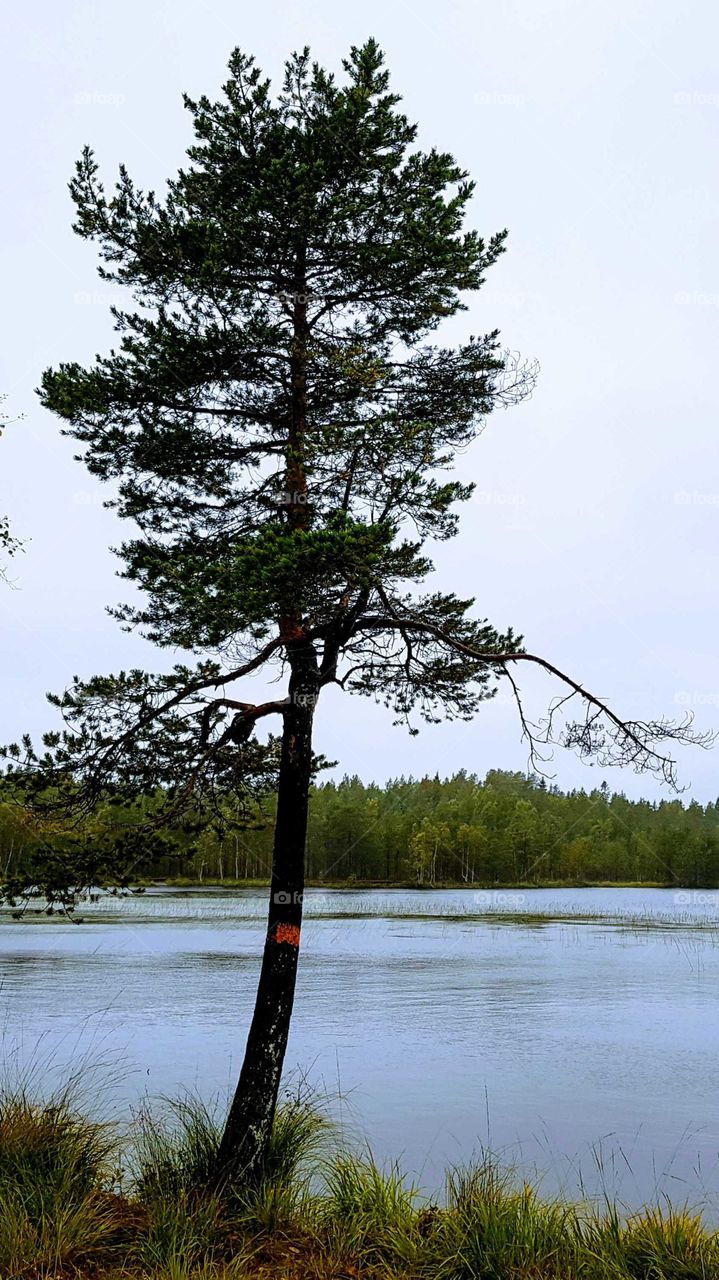 beautiful tree in nature reserve