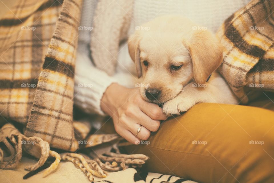 Labrador puppy