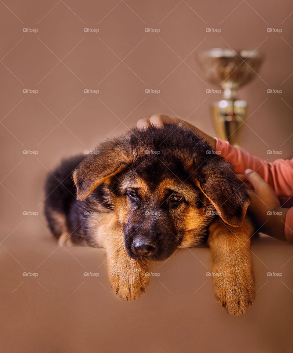 German shepherd puppy on light brown background 