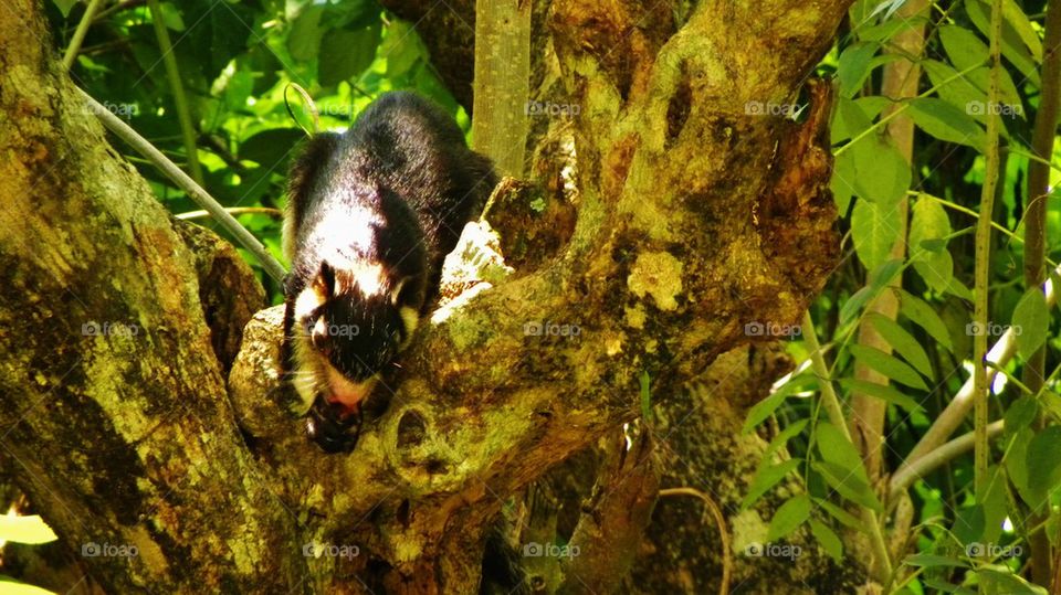 Big squirrel , Sri Lanka