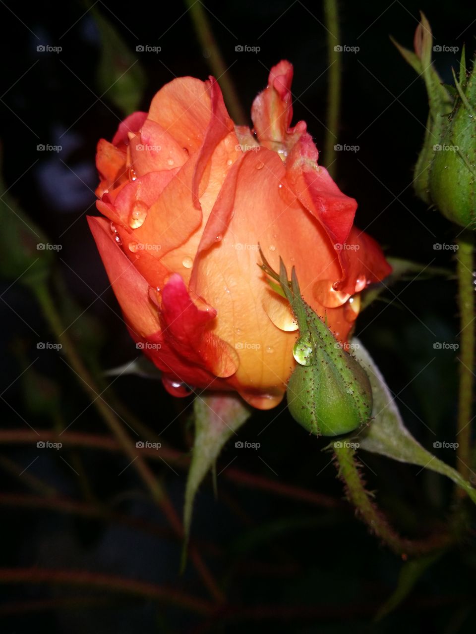 A delicate rose blooming in a cold rainy day. Life is stronger than everything.