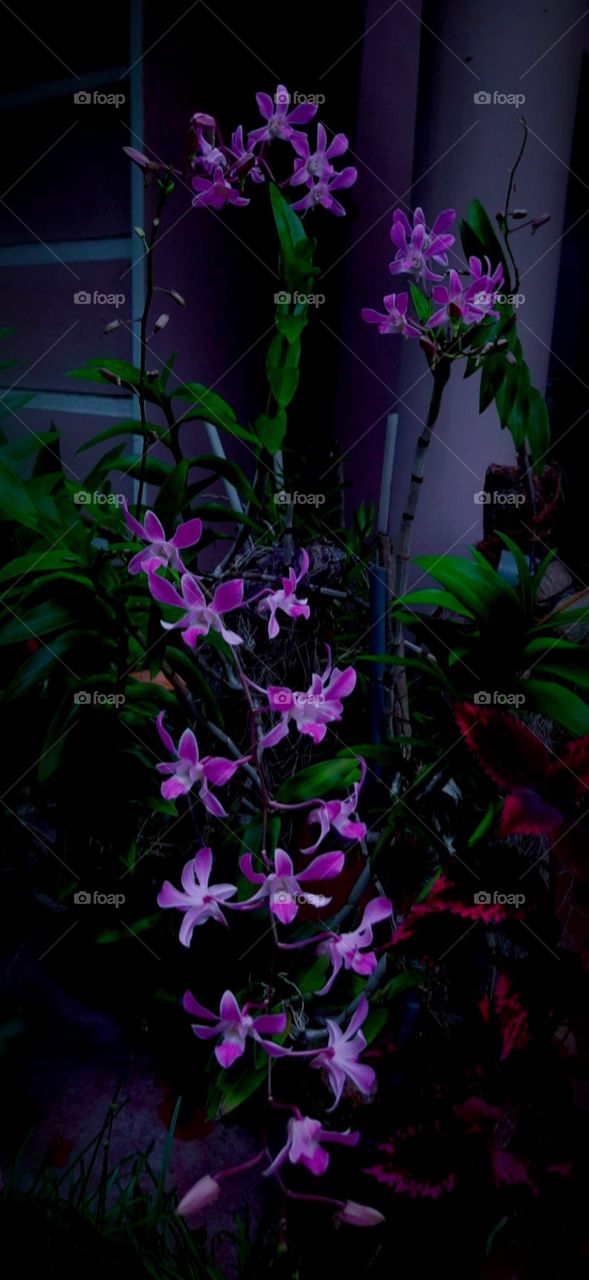 orchid flower