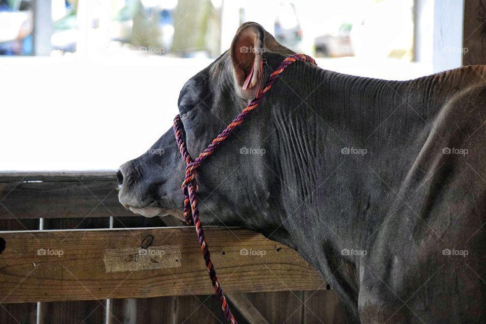 Cow Looking Out