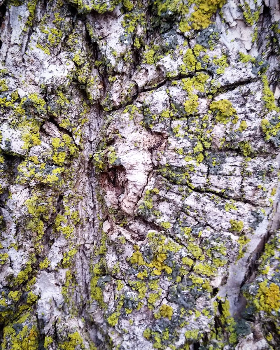 Full frame of tree trunk