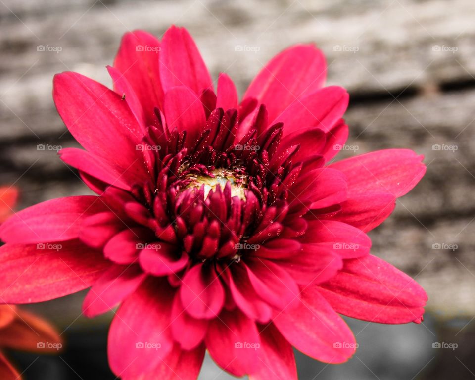 unknown red flower