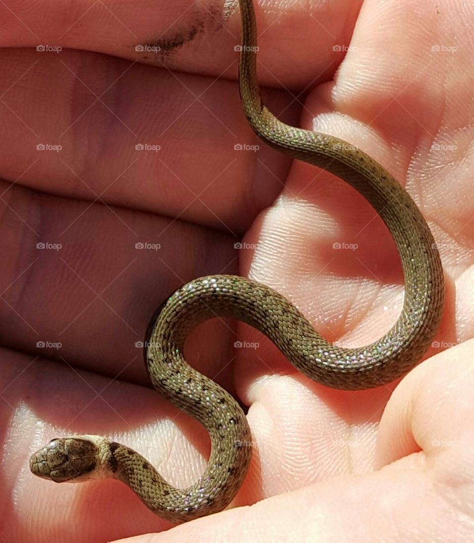 close up of beautiful baby snake
