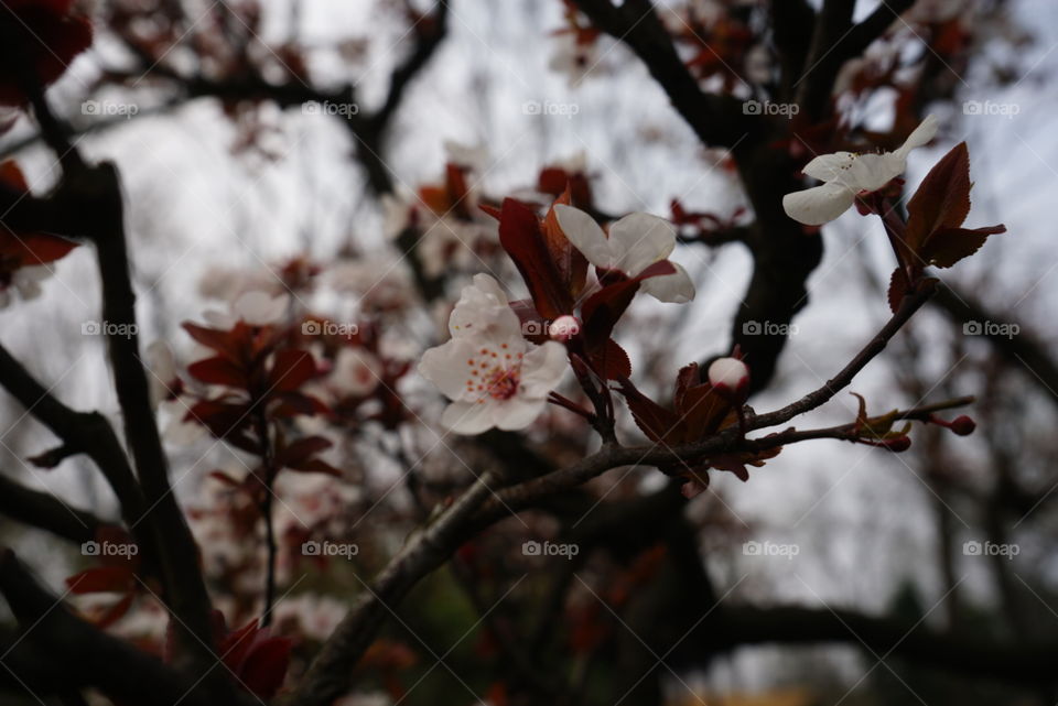 Peach tree, Yangzhou. spring trip~