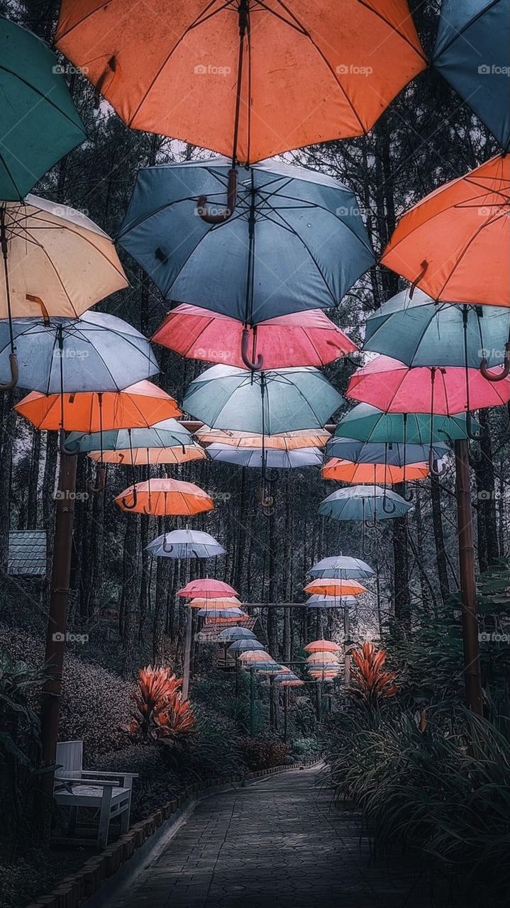 Umbrellas 