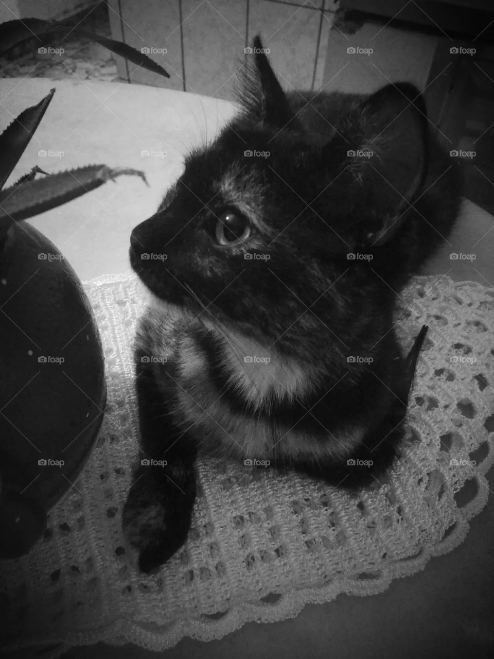 cat