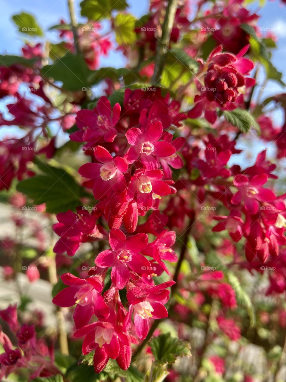 Flowering Pink ❤️