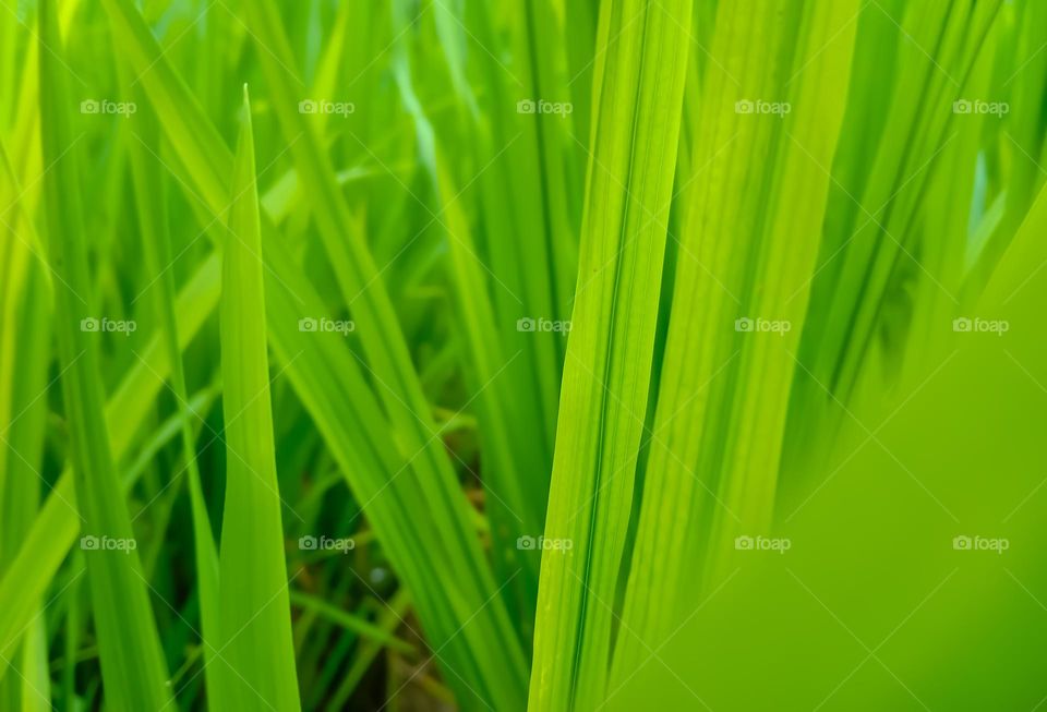 green rice plants that thrive in the fields.