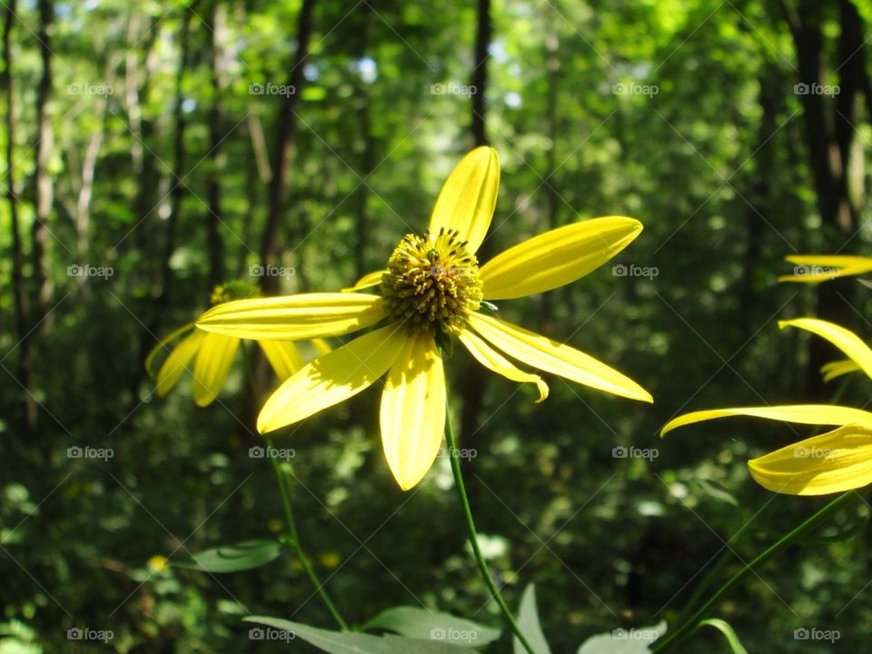 I was taking a walk and had to stop and capture this pretty flower!