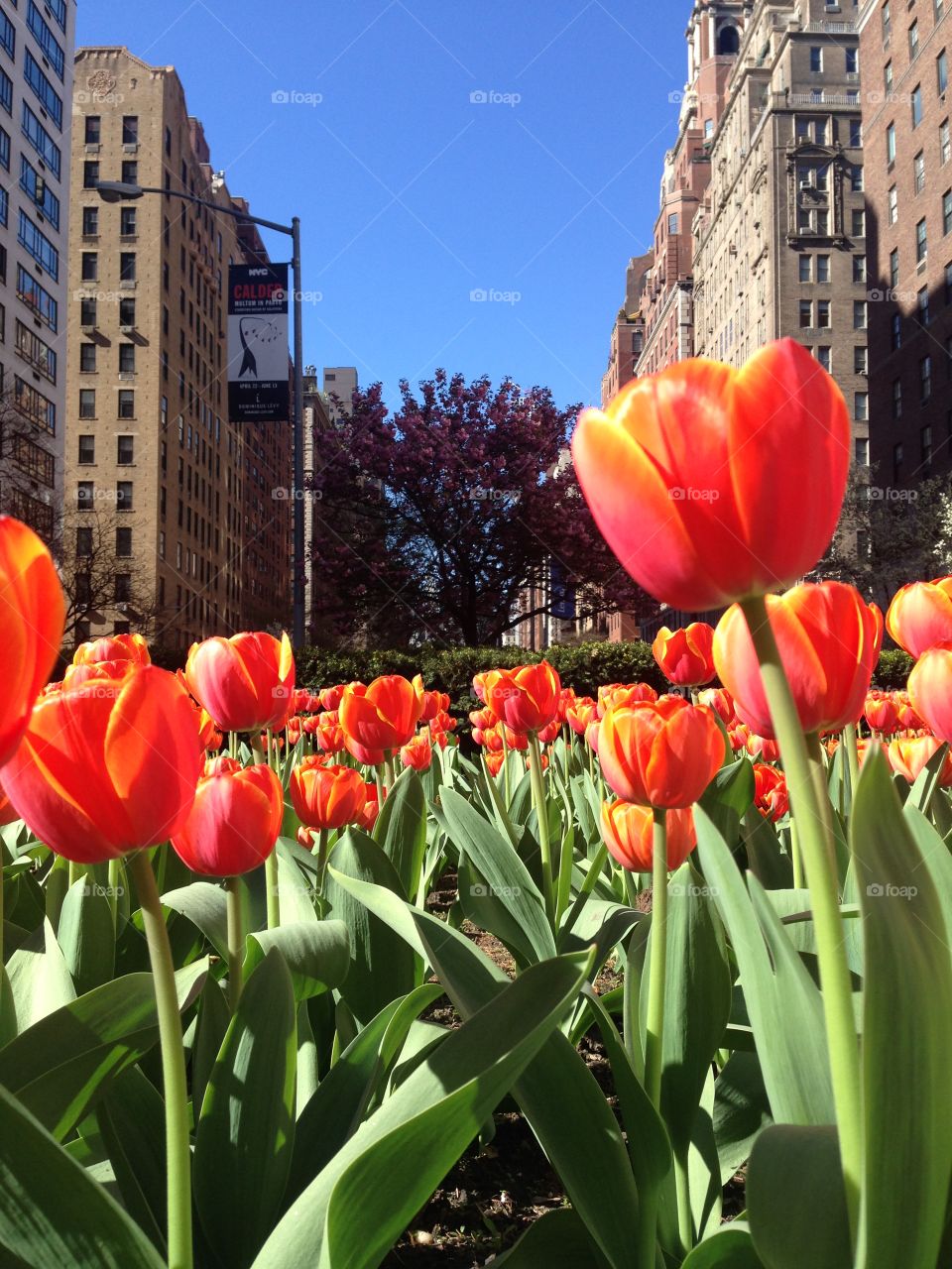 Park Abe tulips