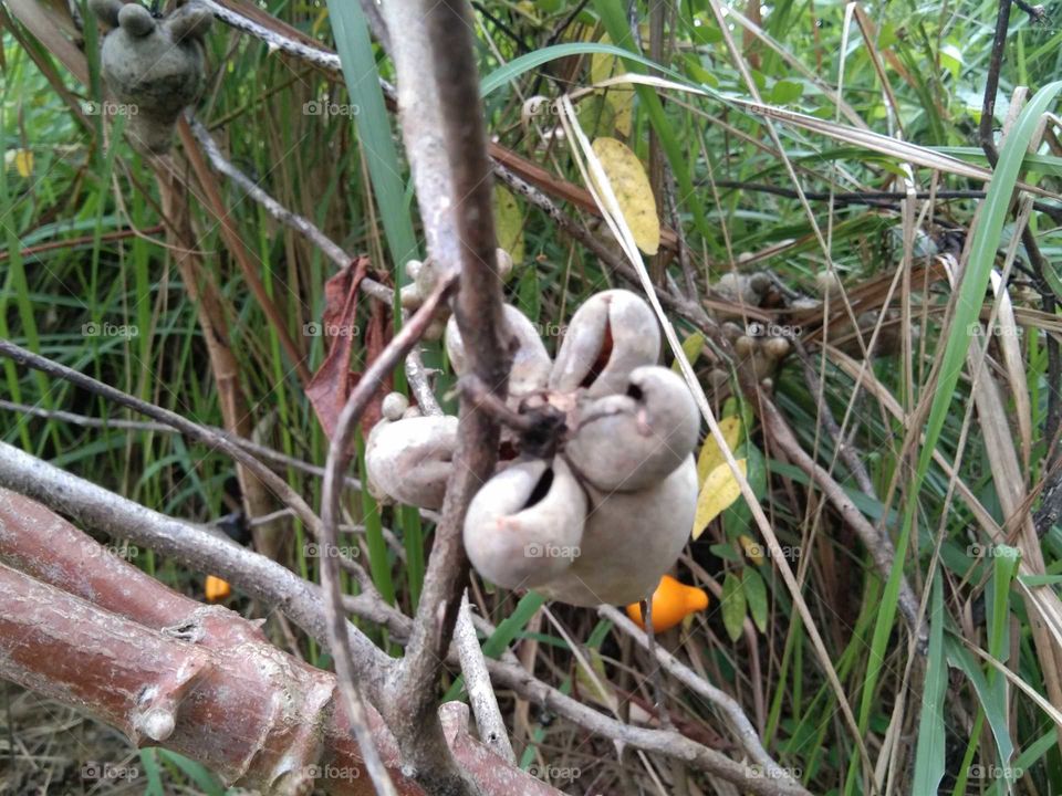 Eggplant milk "Solanum mammosum L."; ornamental plants, cute shaped fruit resembling cow's nipples, attractive colors. This fruit is poisonous and cannot be eaten. Usually live in tropical lowlands. (south borneo)