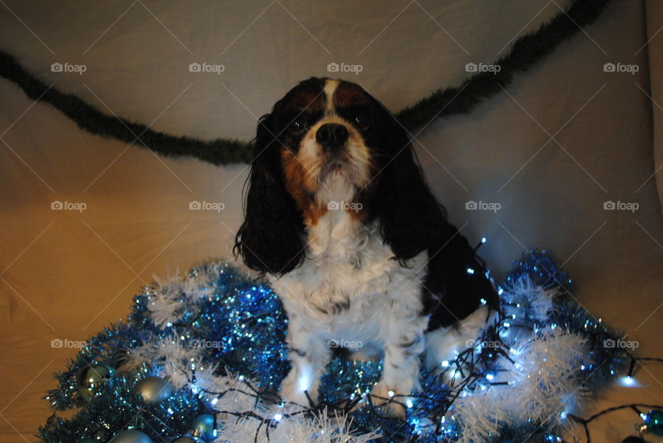 Dog in the tinsel, waiting for santa. 