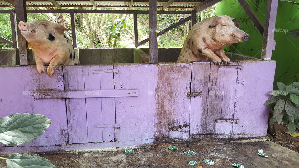 A picture of 2 beer drinking pigs in St. Croix, US Virgin Islands.