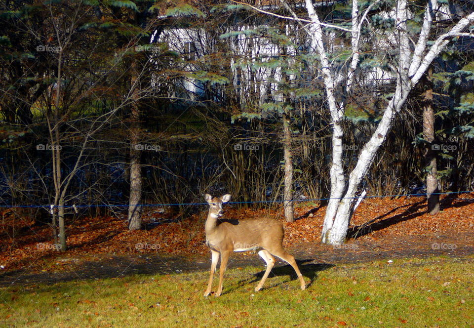 Deer_272. Deer in my yard