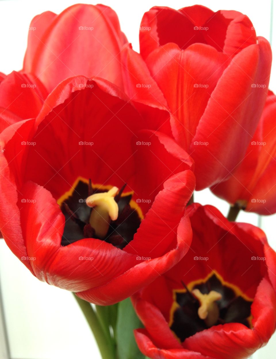 red tulips on white background 
