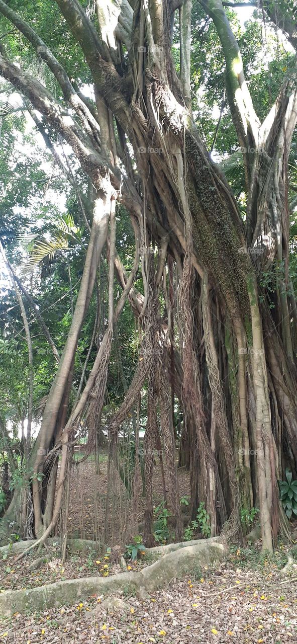 Jardim Botânico de Santos