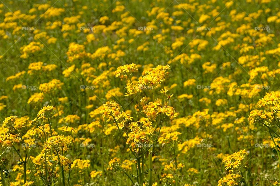 Wild mustard