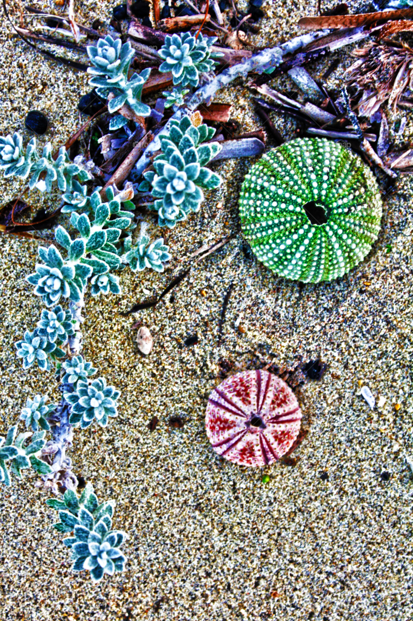 green nature red sand by pablogarcia