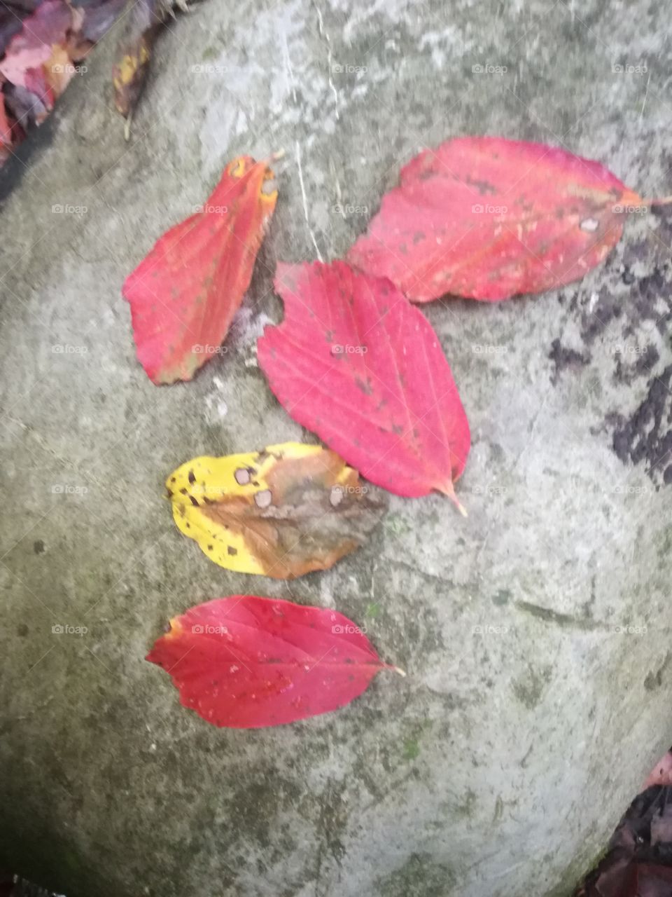 Orange Fall

Orange Fall