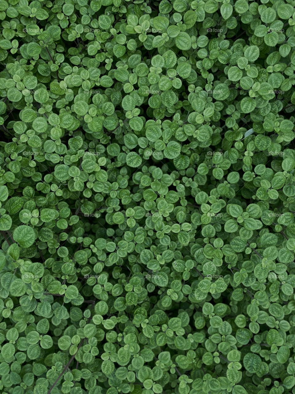 Lots of green plants