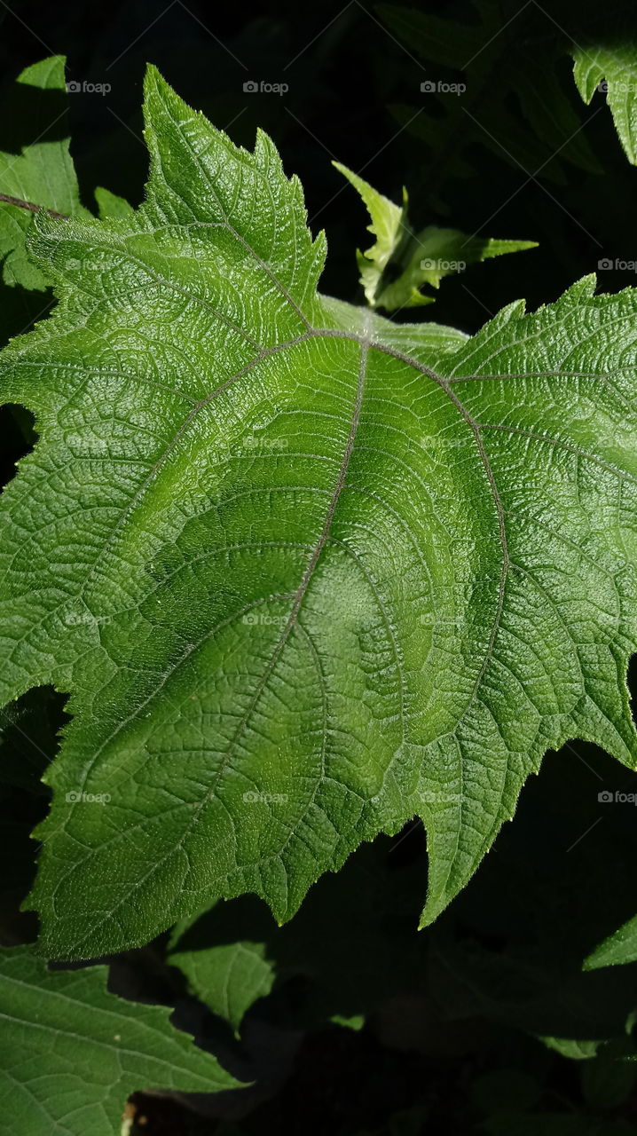 NATURE NATURAL ENVIRONMENT FLORA LEAF