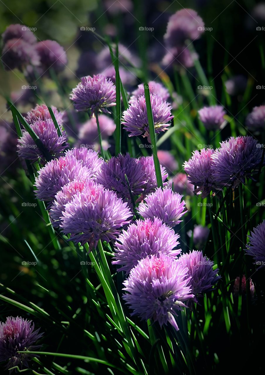 Fuzzy purple flowers