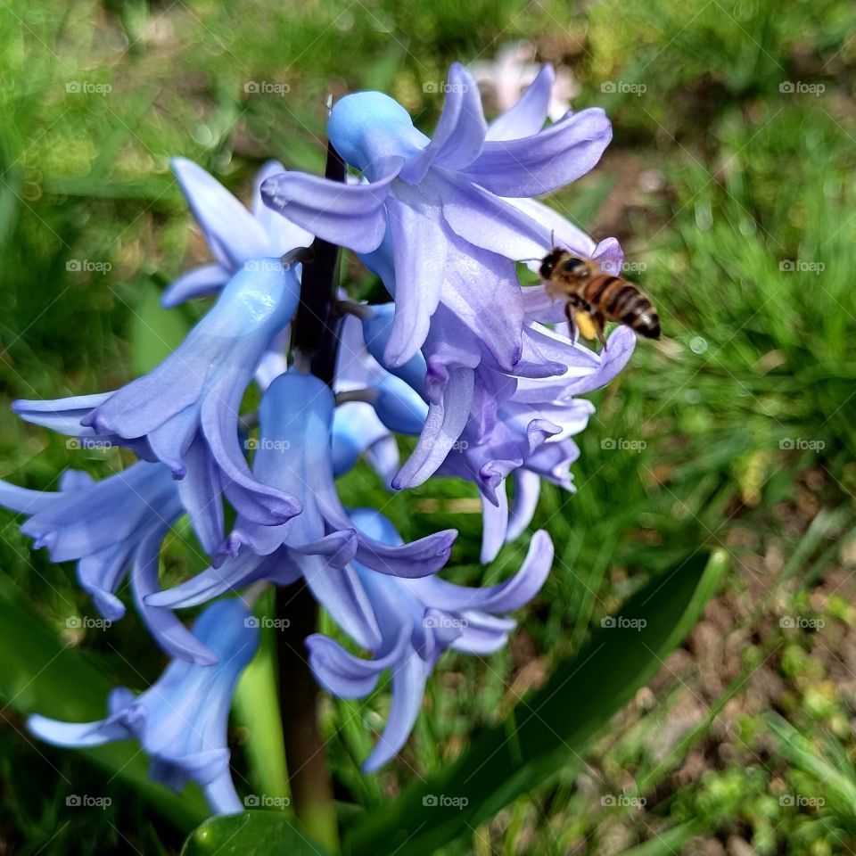 Blue hyacinth and bee