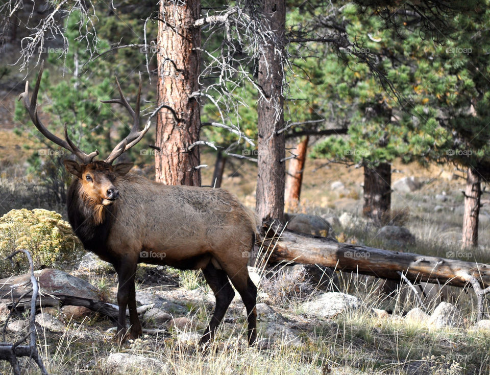 Elk